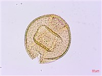 裡白忍冬、紅腺忍冬藏品圖，第4張