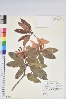 西施花、青紫木藏品圖，第4張