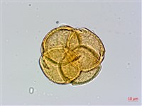 西施花、青紫木藏品圖，第2張