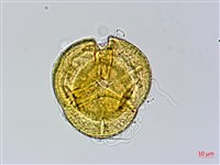西施花、青紫木藏品圖，第3張