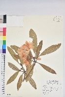 臺灣杜鵑藏品圖，第1張