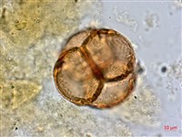 臺灣杜鵑藏品圖，第3張