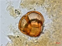 臺灣杜鵑藏品圖，第4張