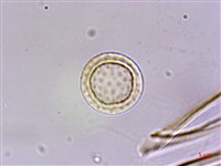 長行天南星、雷公統藏品圖，第2張