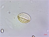長行天南星、雷公統藏品圖，第3張