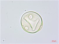 阿里山水晶蘭藏品圖，第1張