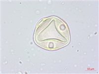 阿里山水晶蘭藏品圖，第2張