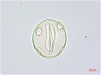 阿里山水晶蘭藏品圖，第3張