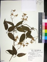 麥氏鐵線蓮藏品圖，第1張