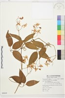 麥氏鐵線蓮藏品圖，第2張