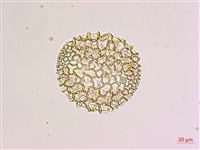 粗莖麝香百合、糙莖麝香百合、鐵炮百合藏品圖，第1張