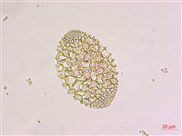 粗莖麝香百合、糙莖麝香百合、鐵炮百合藏品圖，第2張