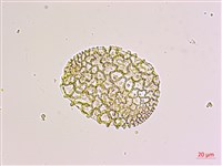 粗莖麝香百合、糙莖麝香百合、鐵炮百合藏品圖，第3張