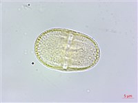 日本前胡藏品圖，第2張