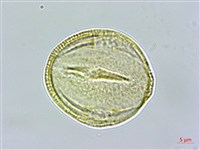 百金藏品圖，第2張