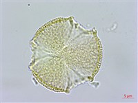 百金藏品圖，第3張