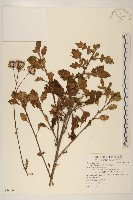 白鳳菜藏品圖，第1張