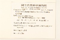 琉球澤蘭藏品圖，第2張