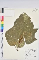 野桐藏品圖，第1張