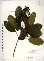 三葉山香圓藏品圖，第1張