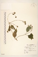 雙花蟛蜞菊藏品圖，第1張