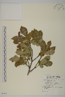 厚葉衛矛, 源一木藏品圖，第1張