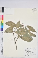 粗糠柴藏品圖，第1張