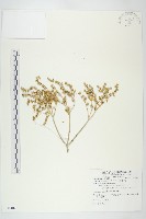 台灣佛甲草、石板菜藏品圖，第1張