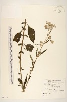 一枝香藏品圖，第1張