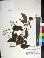 麥氏鐵線蓮藏品圖，第1張