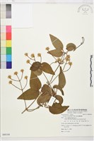 麥氏鐵線蓮藏品圖，第2張