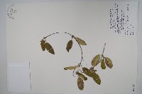 臺灣牛皮消、臺灣白薇藏品圖，第1張