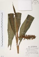 普萊氏月桃、短穗山姜藏品圖，第1張