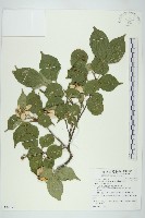 四照花藏品圖，第1張