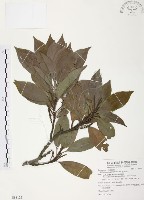 紅葉樹藏品圖，第1張