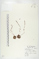 小毛氈苔藏品圖，第1張