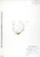 矮形光巾草藏品圖，第1張