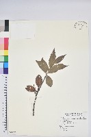 珍珠花、長尾葉越橘藏品圖，第1張