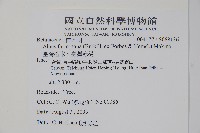 臺灣赤楊、臺灣榿木藏品圖，第2張