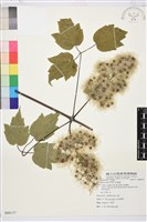 串鼻龍藏品圖，第1張