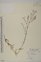 蠅子草藏品圖，第1張