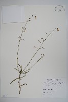 輪葉沙參藏品圖，第1張