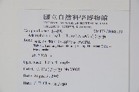 輪葉沙參藏品圖，第2張