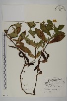 南美蟛蜞菊、三裂葉蟛蜞菊藏品圖，第1張