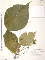 血桐藏品圖，第1張