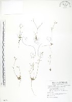 矮形光巾草藏品圖，第1張