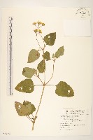 雙花蟛蜞菊藏品圖，第1張