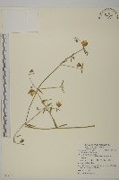 狗筋蔓藏品圖，第1張