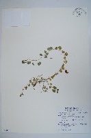 普刺特草藏品圖，第1張