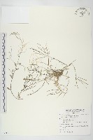 玉山筷子芥藏品圖，第1張